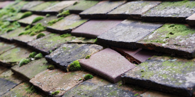 Bye Green roof repair costs